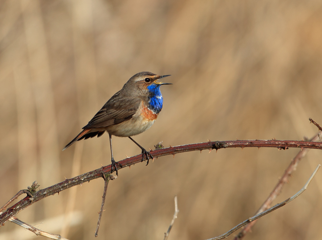 Luscinia svecica Blauwborst Bluethroat